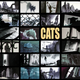 Illustration for article titled Explore the dark, moody art of Steven Spielberg’s animated Cats